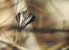 Protographium leosthenes