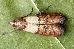 Plodia interpunctella