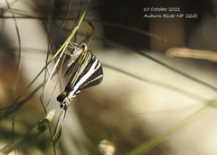 Protographium leosthenes