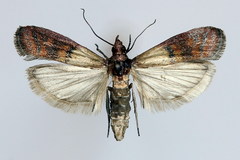 Plodia interpunctella