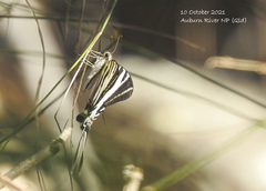 Protographium leosthenes
