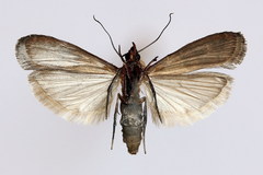 Plodia interpunctella