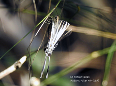 Protographium leosthenes