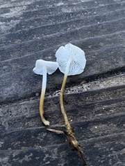 Strobilurus occidentalis