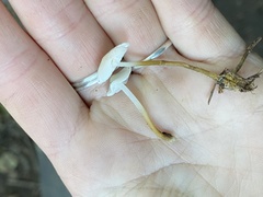 Strobilurus occidentalis