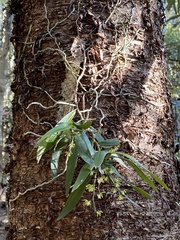 Plectorrhiza tridentata