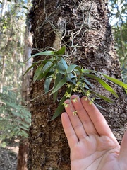 Plectorrhiza tridentata
