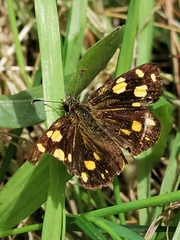 Metisella metis metis