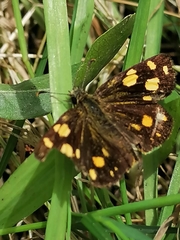Metisella metis metis