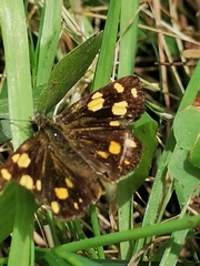 Metisella metis metis