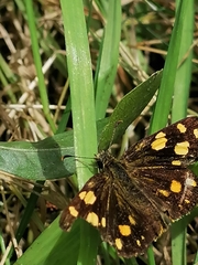 Metisella metis metis