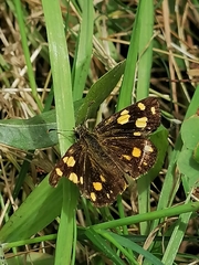 Metisella metis metis