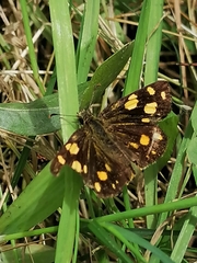 Metisella metis metis
