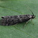 Speckled Black Pyla Moth - Photo (c) Andrey Ponomarev, some rights reserved (CC BY-NC), uploaded by Andrey Ponomarev