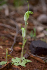 Pterostylis setulosa