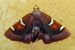 Pyralis cardinalis