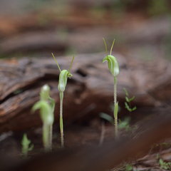 Pterostylis setulosa