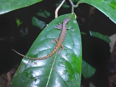 Saproscincus basiliscus