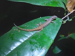 Saproscincus basiliscus