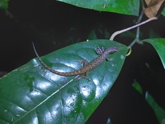 Saproscincus basiliscus