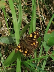 Metisella metis metis