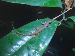 Saproscincus basiliscus
