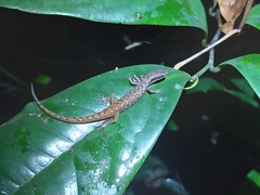 Saproscincus basiliscus