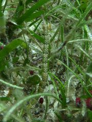 Corythoichthys polynotatus