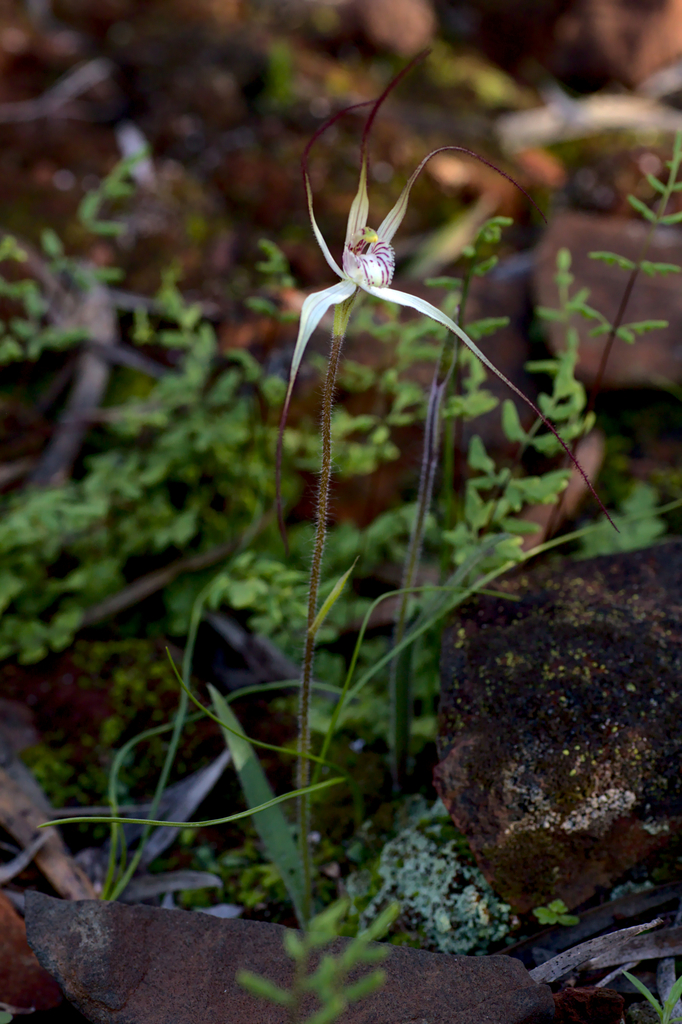 Caladenia saxicola