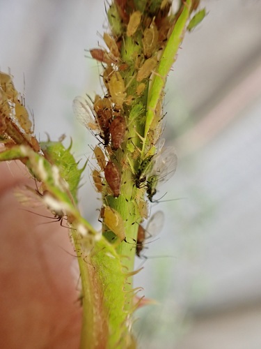 Rose aphid