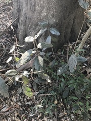 Ficus opposita