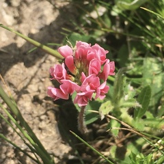 Trifolium polymorphum