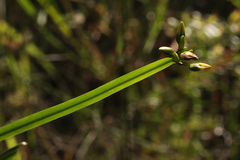 Tricoryne anceps pterocaulon