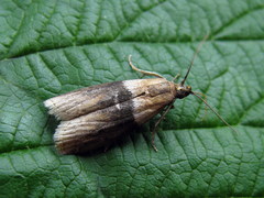 Sciota fumella
