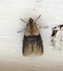 Sciota fumella