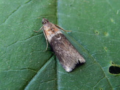 Sciota fumella