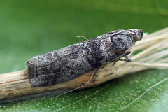 Sciota hostilis