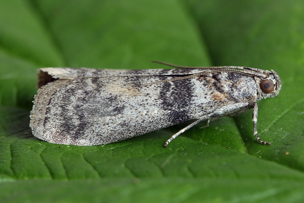 Sciota rhenella