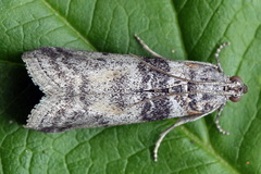 Sciota rhenella