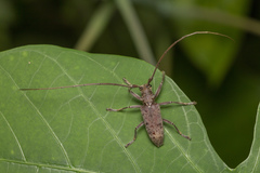 Acalolepta rusticatrix