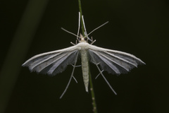Pterophorus lacteipennis