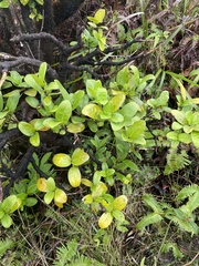 Kadua
