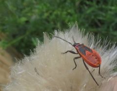 Pyrrhocoris apterus