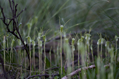 Pterostylis setulosa