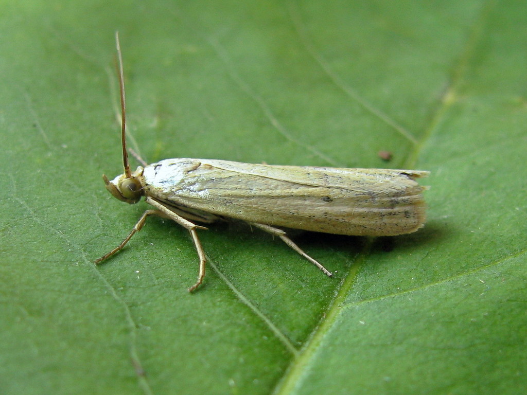 Selagia argyrella