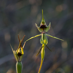 Caladenia crebra