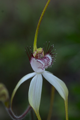 Caladenia longicauda borealis