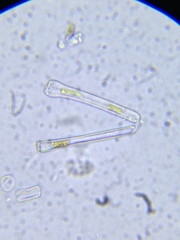 Actinella punctata