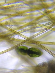 Pleurotaenium ovatum