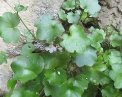 Cymbalaria muralis